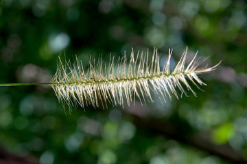 flower  grass backlitght and bokeh