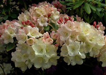 Rhododendronblütezeit