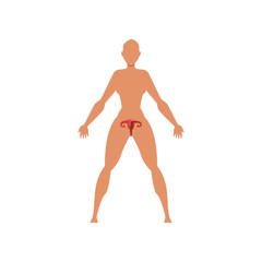 Female biological sexual system, anatomy of human body vector Illustration on a white background