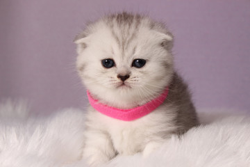 Britisch Kurzhaar Katze - Kitten