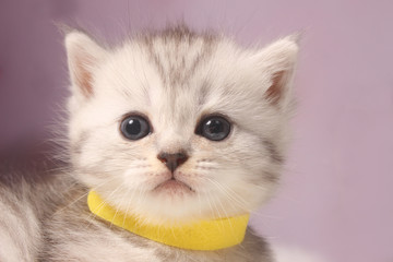 Britisch Kurzhaar Katze - Kitten