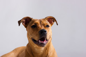 Red pitbull on white