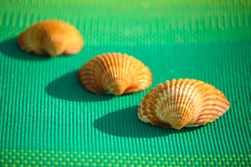 Seashells on the towel (acanthocardia tuberculata)