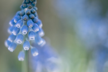 Blue hyacinths spring flowers close-up Nature Spring