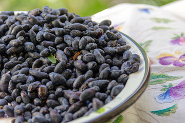 freshly harvested honeysuckle