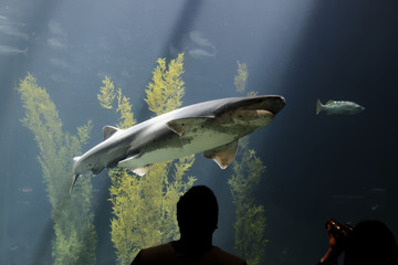 A Broadnose sevengill shark (Notorynchus cepedianus) swims in the aquarium. A sevengill shark has...