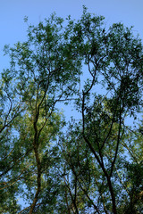                       Lush vegetation in the Danube meadow 5