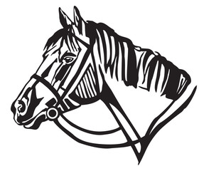 Decorative portrait of horse in profil vector illustration