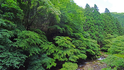 Fototapeta na wymiar Natural waterfall, river, bridge, tree and plant in Japan mountain