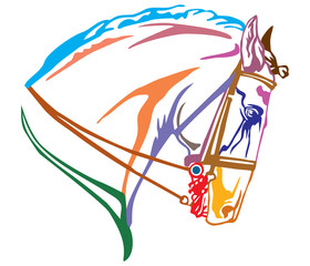 Colorful decorative portrait of Andalusian horse vector illustration