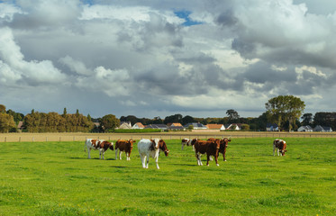 Cows grazing on grassy green field. Countryside landscape with cloudy sky, pastureland for domesticated livestock in Normandy, France. Dramatic sky. Cattle breeding and industrial agriculture concept.