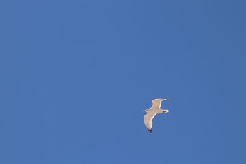Seagull flying in blue sky with space for copy