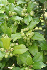 Chinese Holly tree with green berries in summer. Ilex cornuta