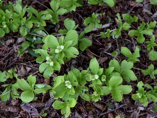 closeup of bunchberry in the forest, early Spring 