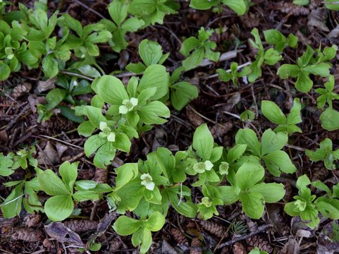 closeup of bunchberry in the forest, early Spring 