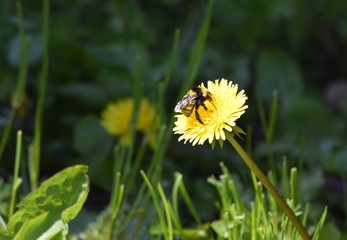 closeup of a bumblebee collecting pollen and nectar on a dandelion flower