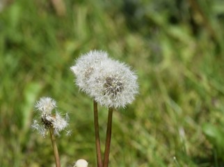 Naklejka premium closeup of a dandelion flower in seed state