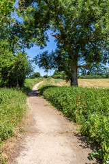 Fototapeta na wymiar A Pathway Through Countryside