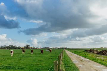Cows grazing on grassy green field near the dirt country road in Normandy, France. Countryside landscape, pastureland for domesticated livestock. Cattle breeding and industrial agriculture concept.