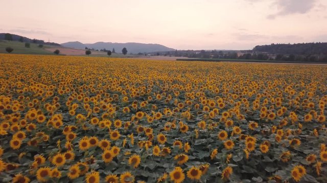 sundown over a field of sunflowers
