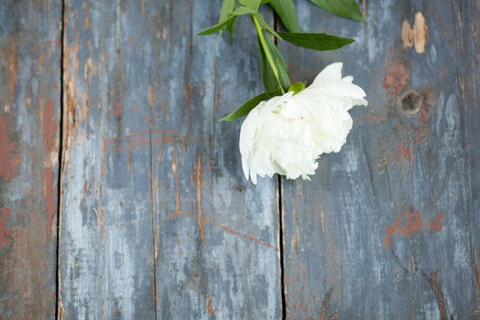 Peony background. Pink and peonies on wooden table with place for text. Spring flower peony. Happy Mothers Day. Mother's Day greetings card. Mothers Day gift. Copy space.
