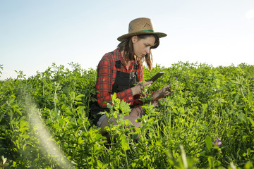 Naklejka na ściany i meble Young farmer or agronomist woman examine the clover field