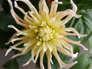 Excl&uuml;sive sch&ouml;ncheit, macro blume gelb pink dahlia, giftcard