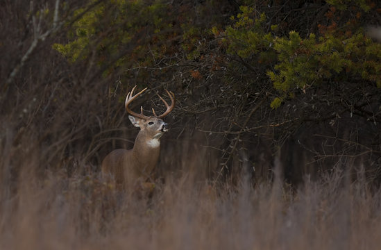 Fototapeta White-tailed deer buck sniffing the air in a meadow in autumn rut in Canada