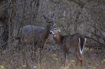 White-tailed deer doe and fawn greeting each other