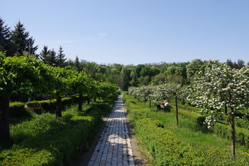 Fototapeta na wymiar park with a brick path and trees