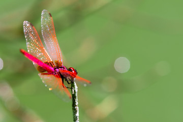 Insect red dragonfly in nature pond