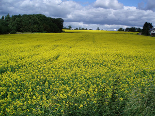 Prado de flores amarillas