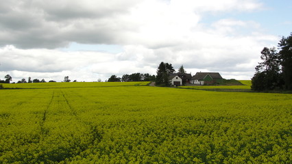 Prado de flores amarillas