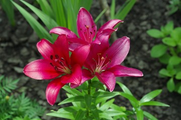 a bush of red lilies in the garden