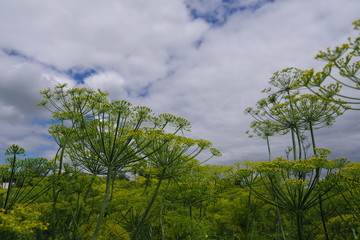 flowers of dill and blue cloudy sky