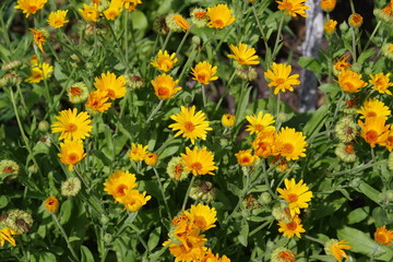 Obraz premium a bush of yellow flowers in the garden