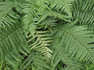 fern plant leaves