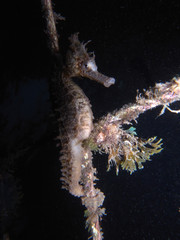 White's Seahorse Hippocampus whitei in Sydney, Australia