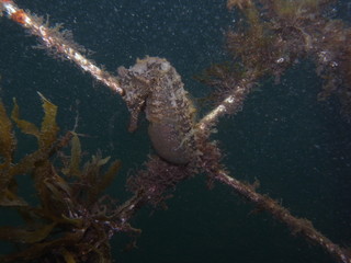 Pregnant Male White's Seahorse Hippocampus whitei in Sydney, Australia