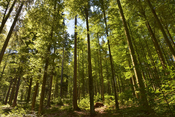 Bayerischer Wald