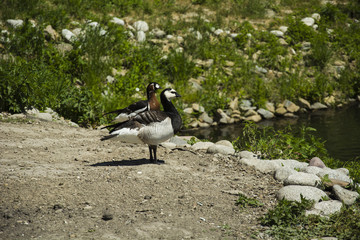 Two barnacle goose