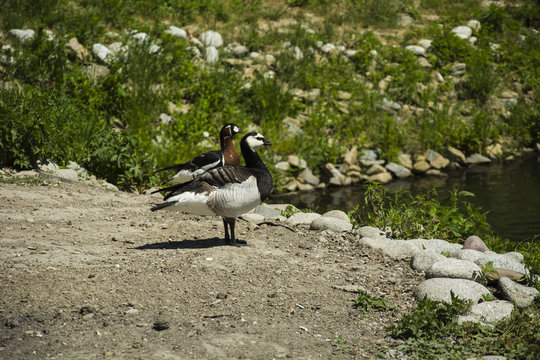 Two Barnacle Goose