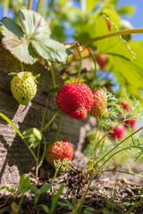 Red ripe strawberry in the garden