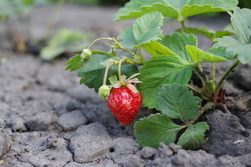 strawberry on a bush in a garden