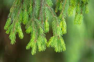 Green branch of a coniferous tree in the open air