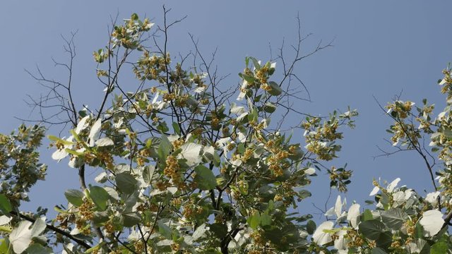 Tilia tomentosa silver linden tree 4K footage