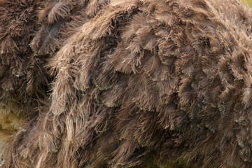 Feathers on an ostrich as an abstract background