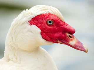 Portrait of a goose at the zoo