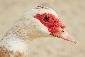 Portrait of a goose at the zoo