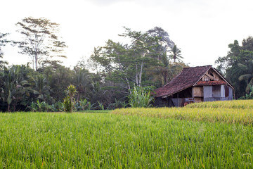 Old house with growth green rice field